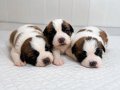 Dev Saint Bernard 