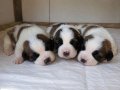 Dev Saint Bernard 