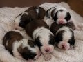 Dev Saint Bernard 