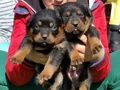 Koca kafa Rotweiler 