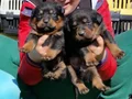 Koca kafa Rotweiler 