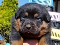 Koca kafa Rotweiler 