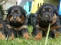 Koca kafa Rotweiler 