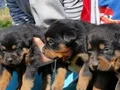 Koca kafa Rotweiler 