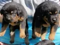 Koca kafa Rotweiler 