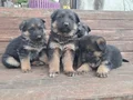 A kalite Alman çoban 