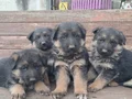 A kalite Alman çoban 