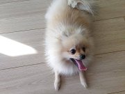 Pomeranian süs köpeği 