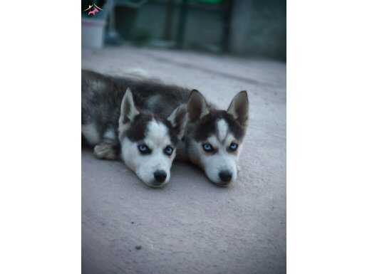 Safkan üst kalite Husky yavruları 