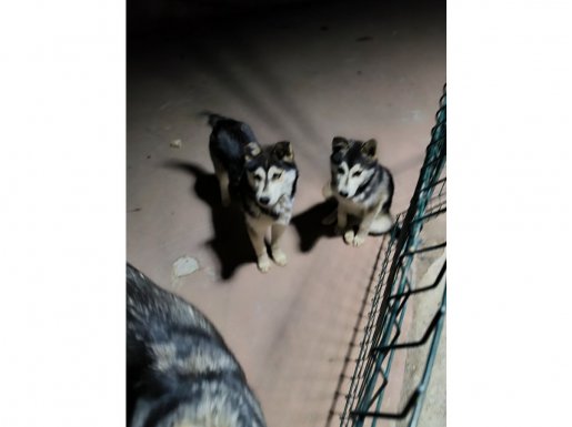 Safkan husky yavruları 2 adet uygun fiyatlı