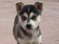 Safkan HUSKY yavruları 