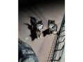 Safkan husky yavruları 2 adet uygun fiyatlı