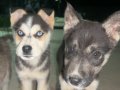 Safkan husky yavruları 