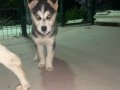 Safkan husky yavruları 