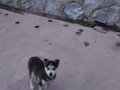 Safkan husky yavruları 