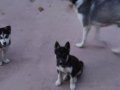 Safkan husky yavruları 