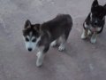 Safkan husky yavruları 