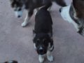 Safkan husky yavruları 