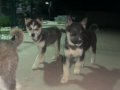 Safkan husky yavruları 