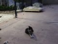 Safkan husky yavruları 