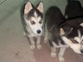 Safkan husky yavruları 