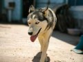 Safkan husky yavruları 