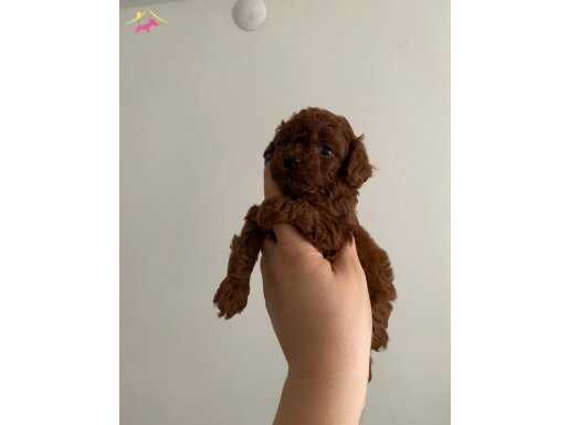 TOY POODLE YAVRULARIMIZ YENİ EVLERİNE GİTMEYE HAZIR..