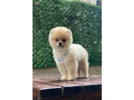 POMERANİAN BOO