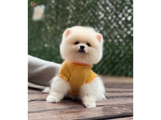 POMERANİAN BOO AYI SURAT