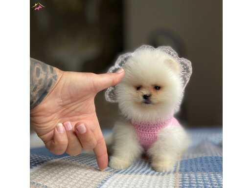 POMERANİAN BO DİŞİ YAVRU