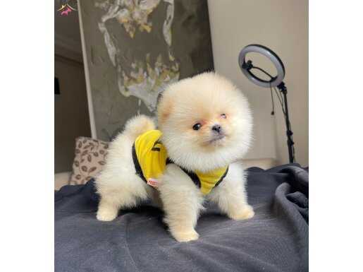 TATLIMI TATLI POMERANİAN BOO