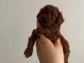 TOY POODLE YAVRULARIMIZ YENİ EVLERİNE GİTMEYE HAZIR..