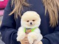 AYI SURAT SEVİMLİ POMERANİAN BOO