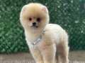 POMERANİAN BOO