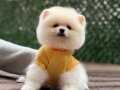 POMERANİAN BOO AYI SURAT