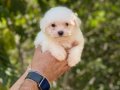 MALTESE TERRİER