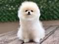 POMERANİAN BOO DİŞİ