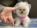 POMERANİAN BO DİŞİ YAVRU