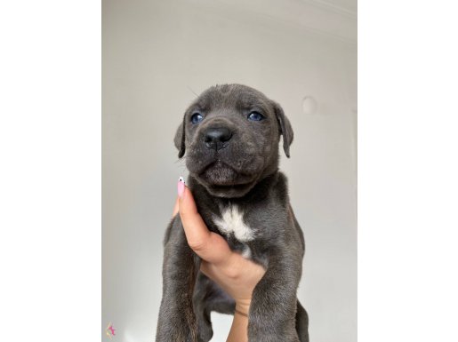 BLUE/SİYAH CANE CORSO YAVRULAR