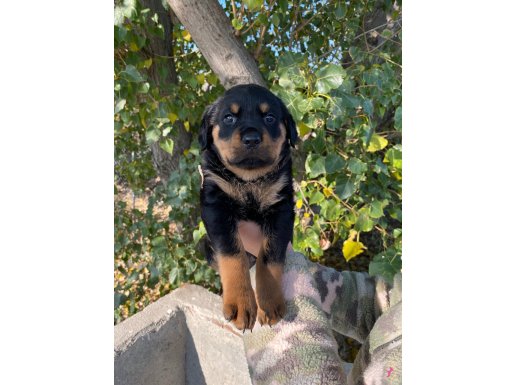 Yavru Rottweiler 