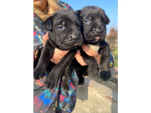 CANE CORSO YAVRULAR 