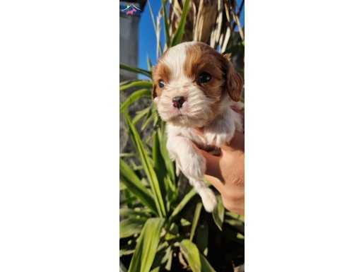 Bebek Cavalier King Charles