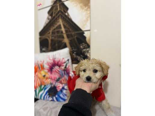 Maltipoo bebek 