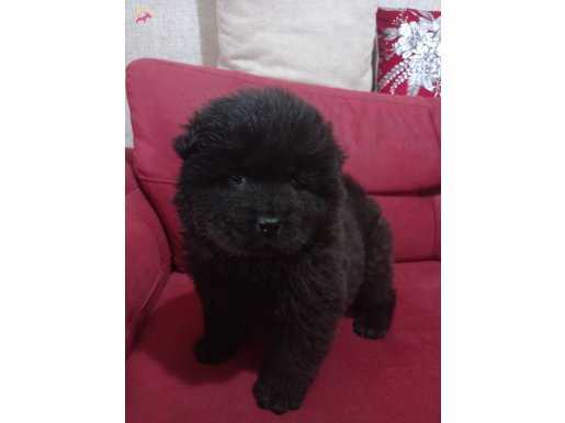 RENK RENK CHOW CHOW BEBEKLER