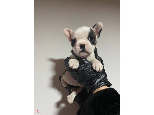 Bebek French Bulldog Yavruları