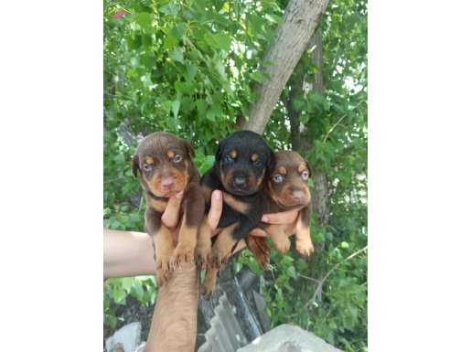 Siyah-Kızıl Doberman Bebekler