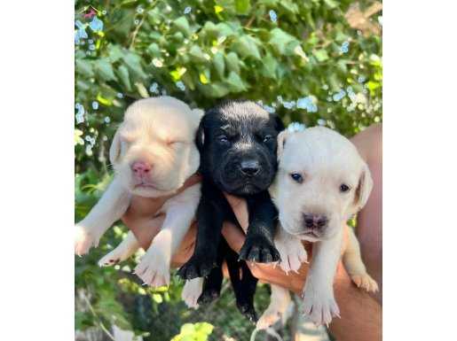 Renk renk labrador yavrular