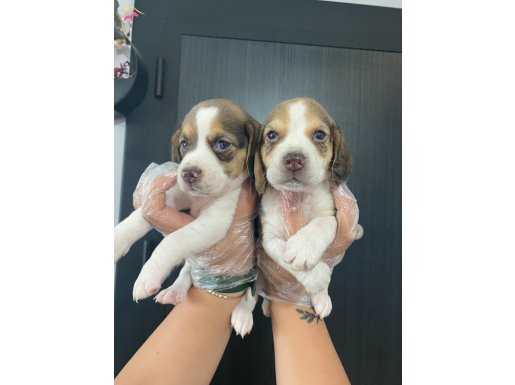 Beagle bebeklerimiz