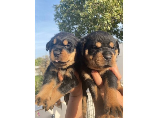 Mükemmel Rottweiler Yavrularım