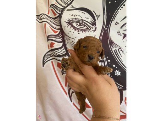 POODLE AYARINDA RENK RENK F2 MALTIPOO YAVRULARIM